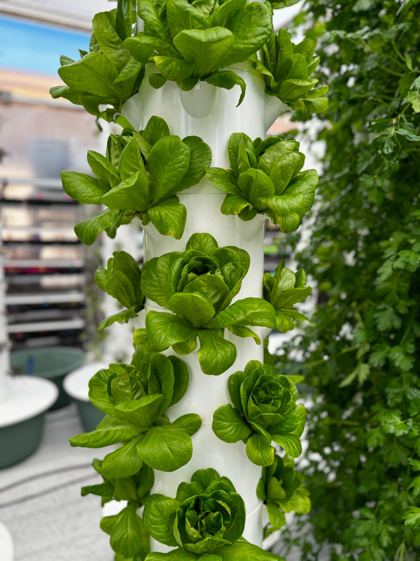 Green Butterhead Lettuce