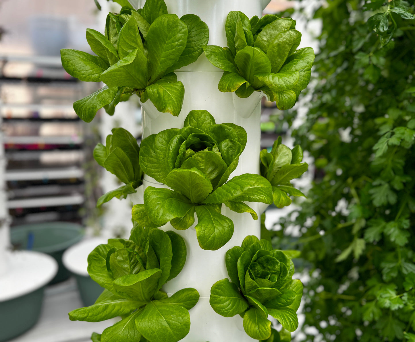 Butterhead Lettuce
