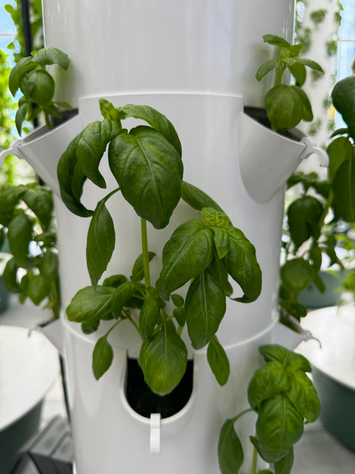 Basil