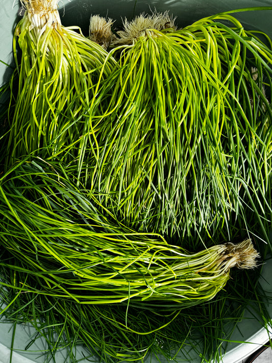 Chives