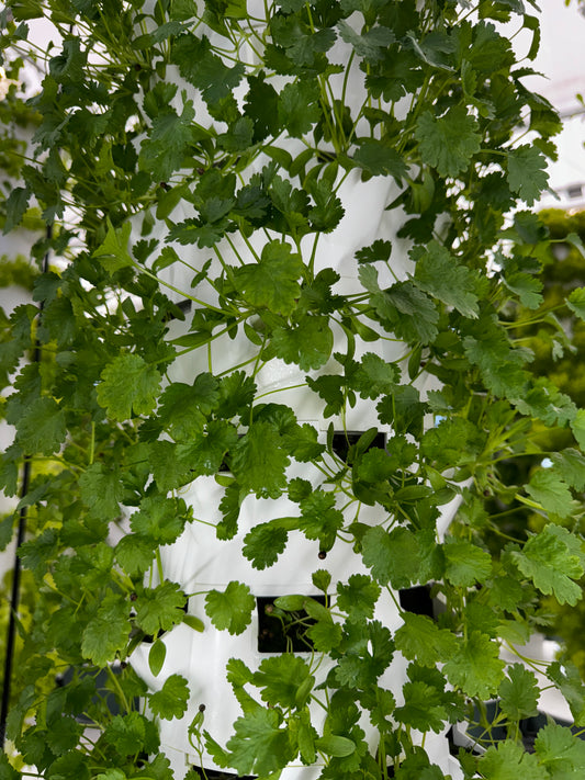 Cilantro