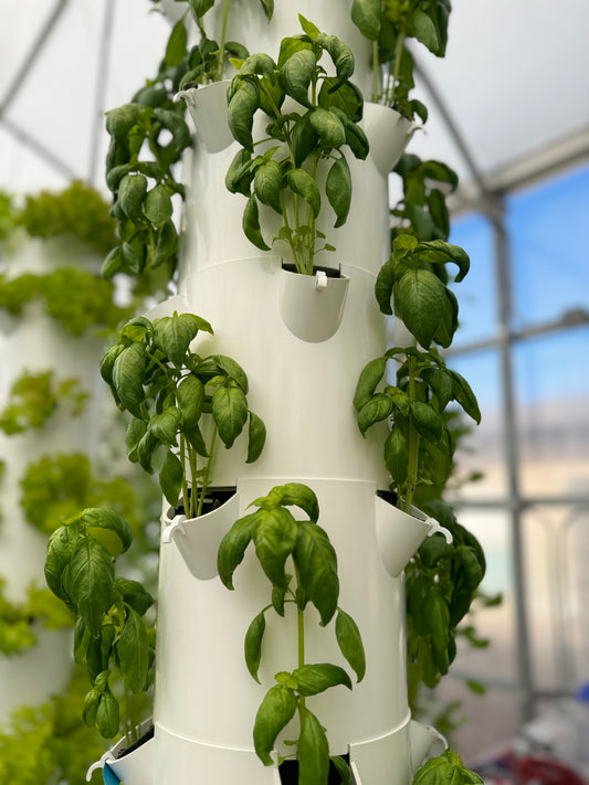 Basil