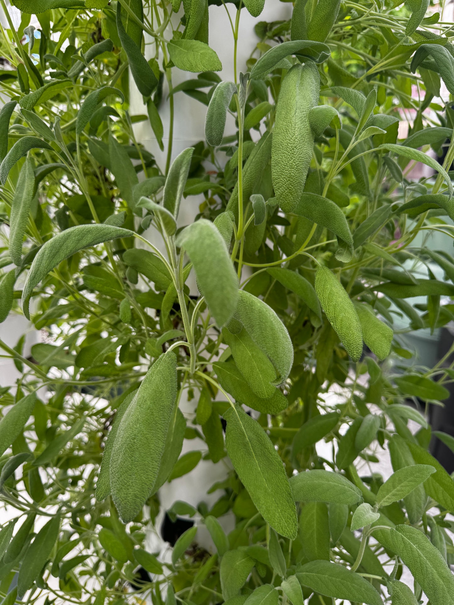 Sage