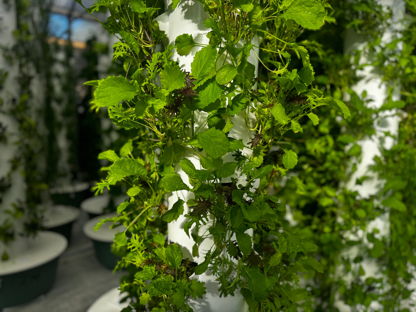 Kale