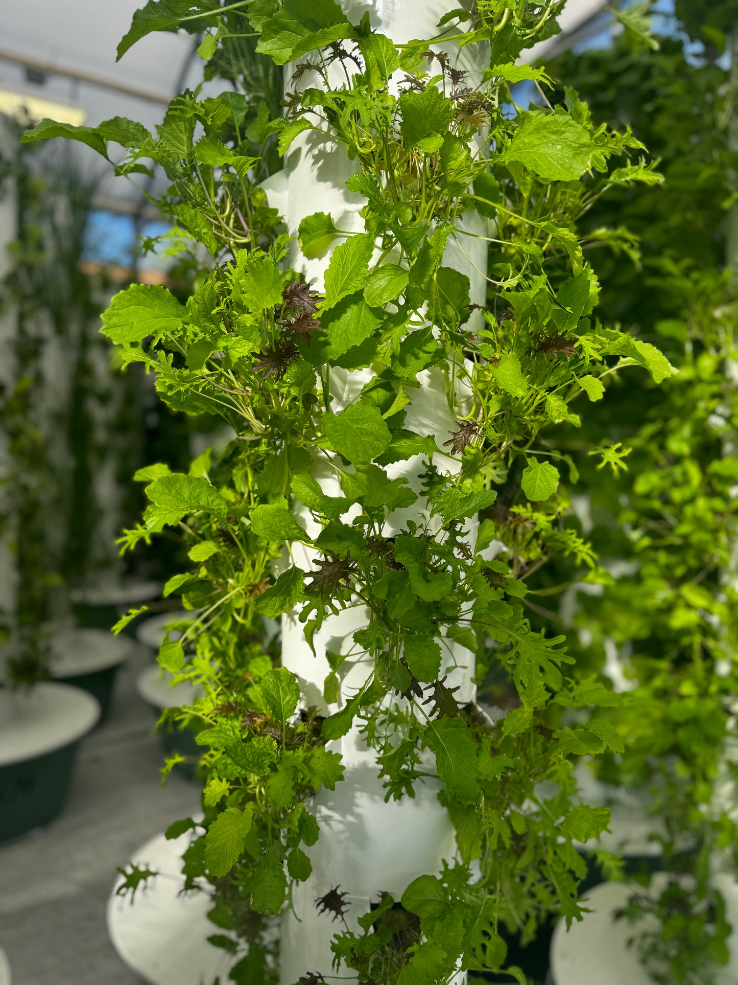 Kale