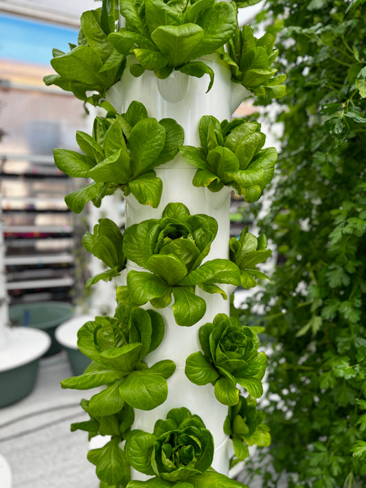 Green Butterhead Lettuce