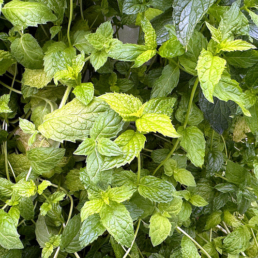 Mint