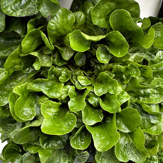 Oak Leaf Lettuce