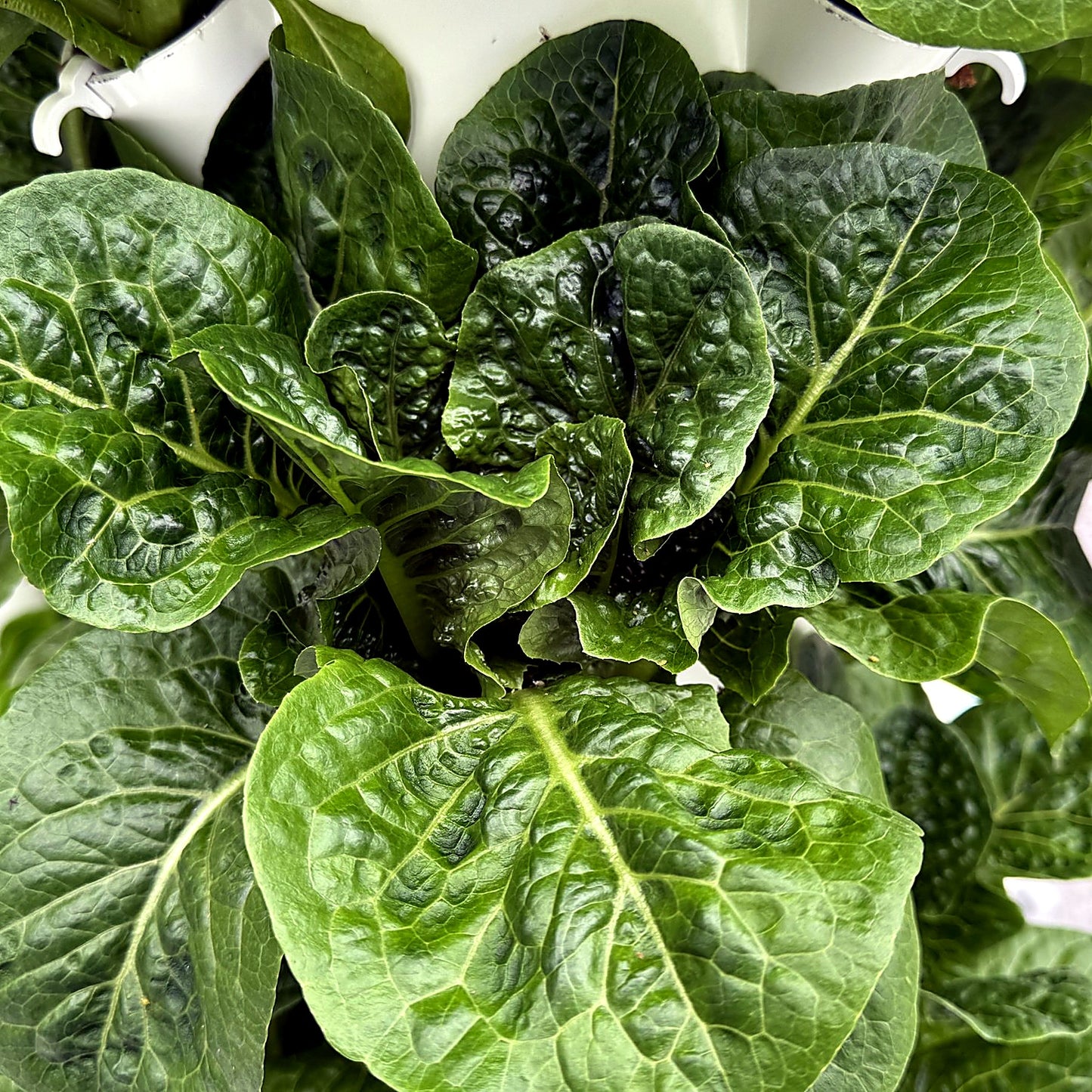 Romaine