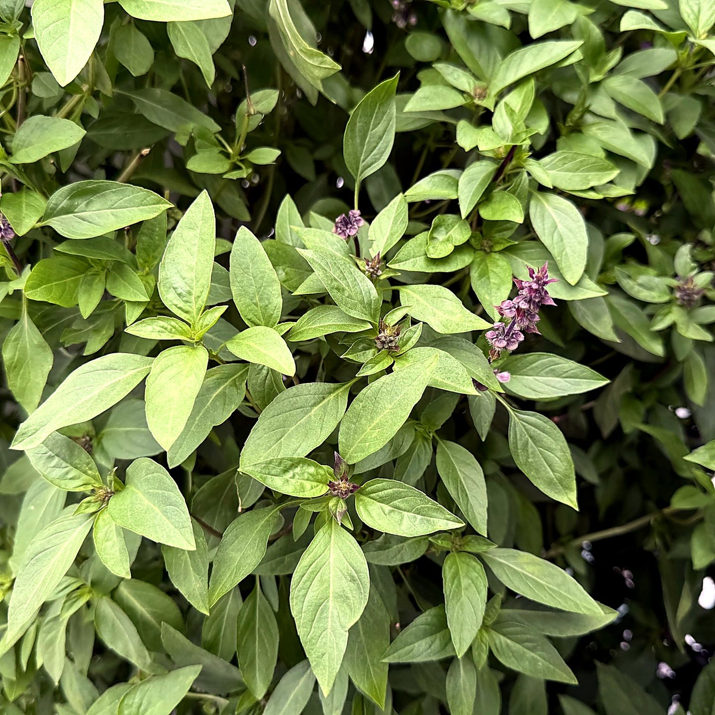 Thai Basil