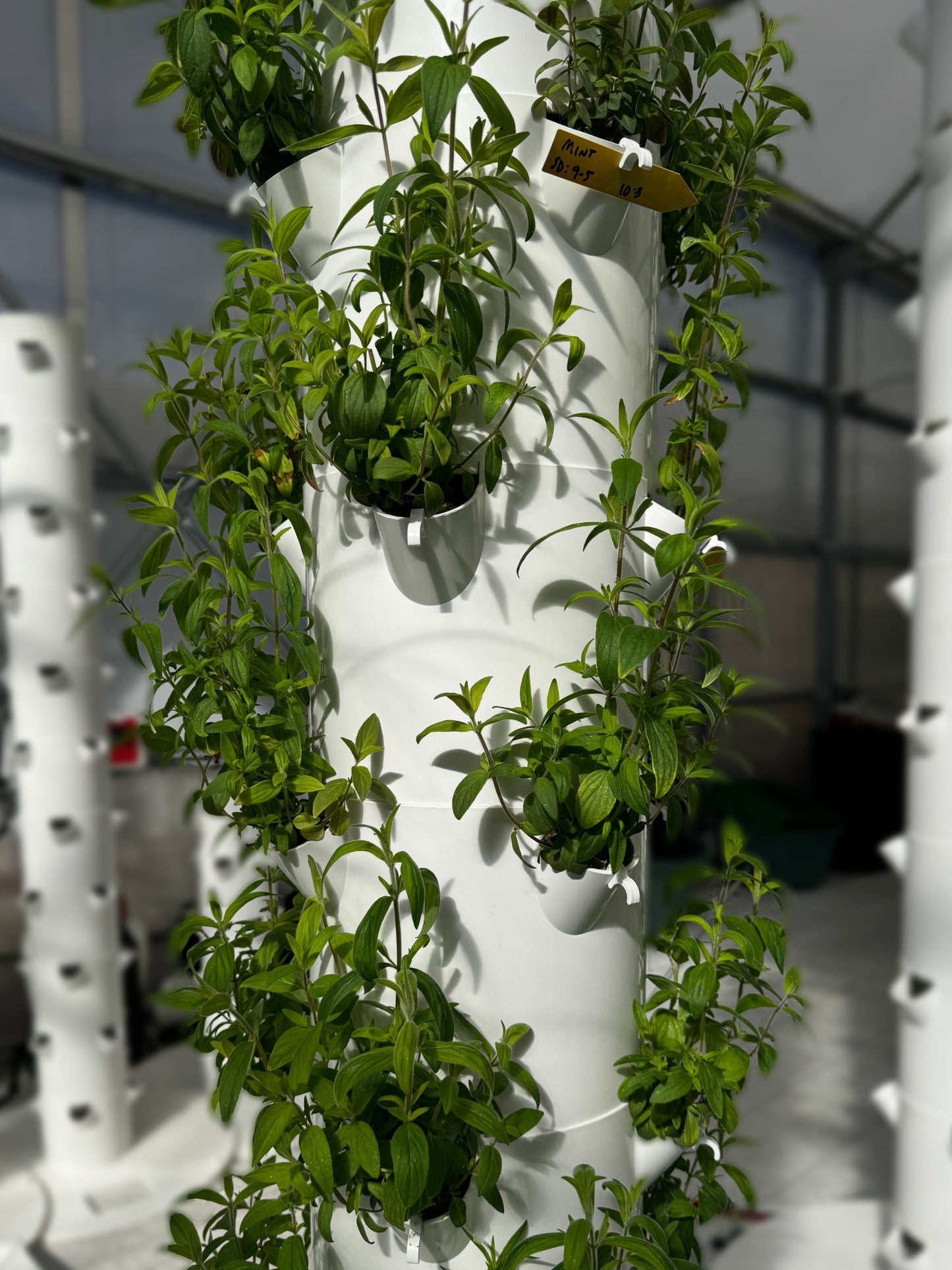 Mountain Mint